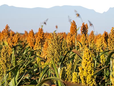 sorgo
